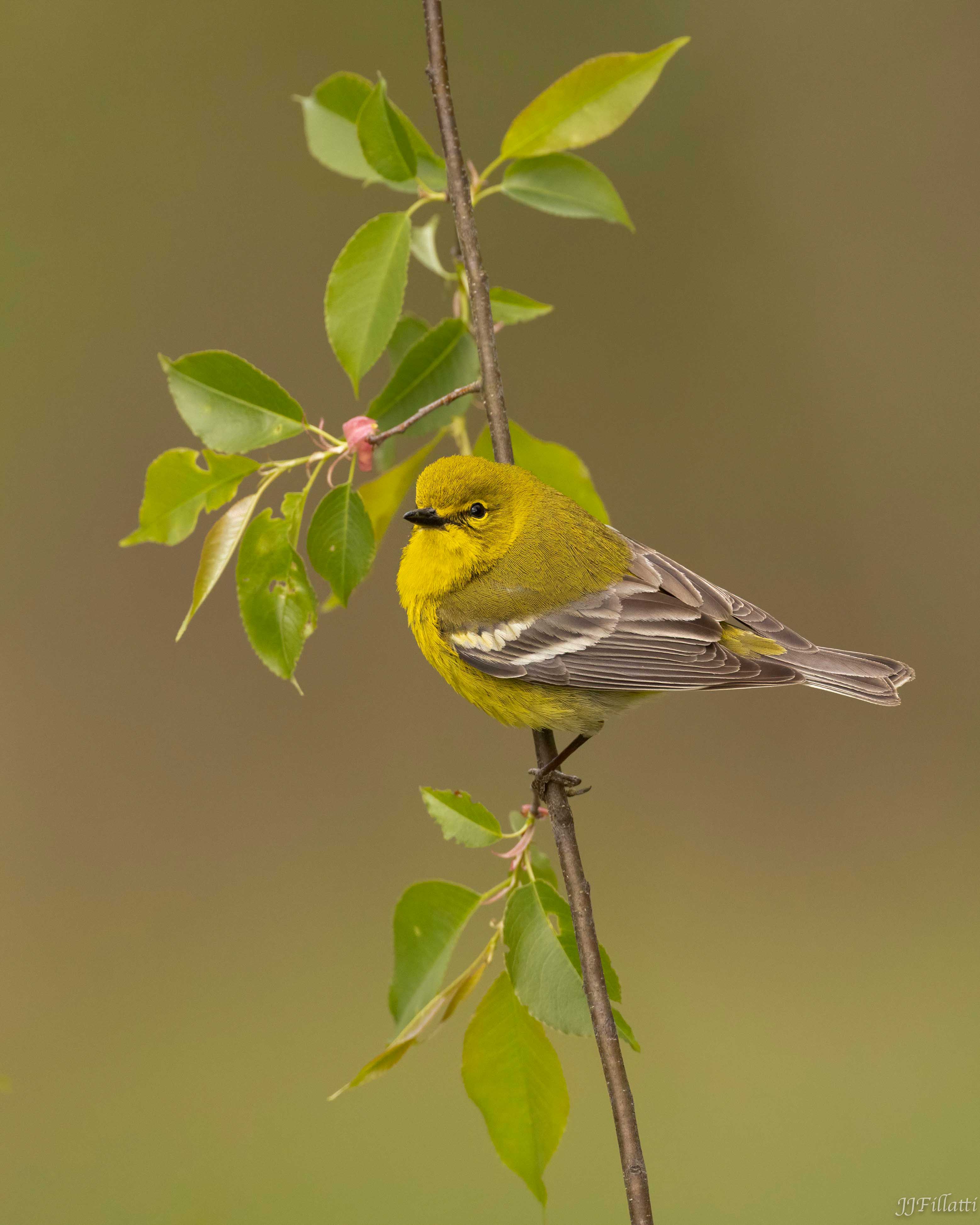 bird of Ohio image 12